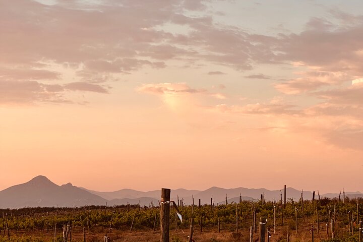 Kystvin rejse fra Tijuana til Valle de Guadalupe