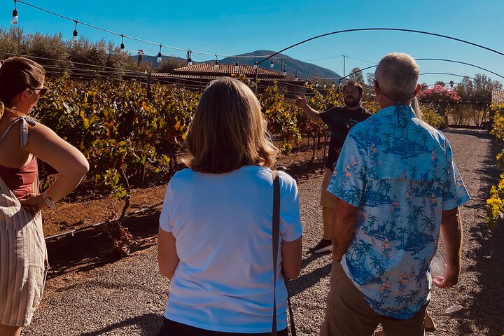 Kystvin rejse fra Tijuana til Valle de Guadalupe