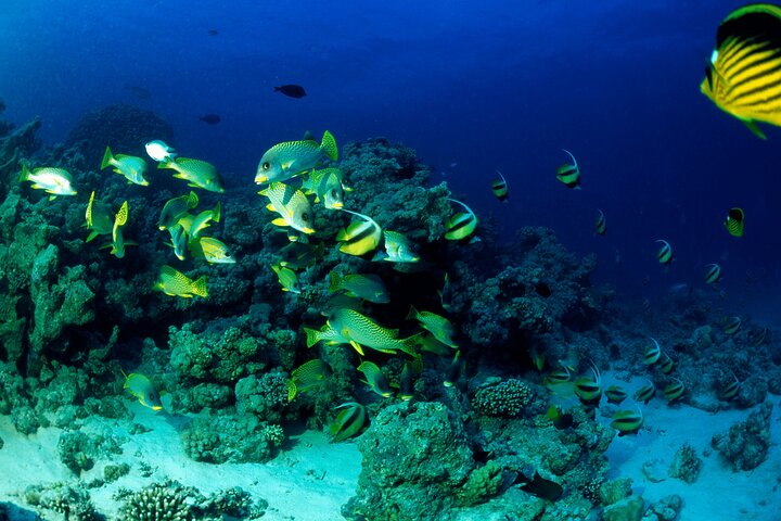 Hurghada: VIP Seafood Yacht till 3 öar, delfiner och snorkling