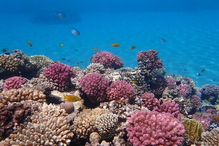 Hurghada: VIP Seafood Yacht till 3 öar, delfiner och snorkling