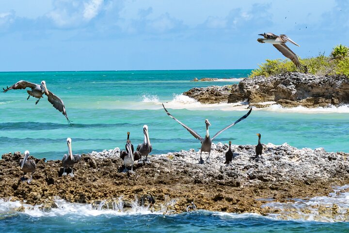 Tour di Contoy Island con paradiso incontaminato e giornata sulla spiaggia