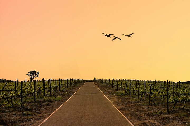 Fuld-dags Stellenbosch og Franschhoek Wine Tour fra Cape Town