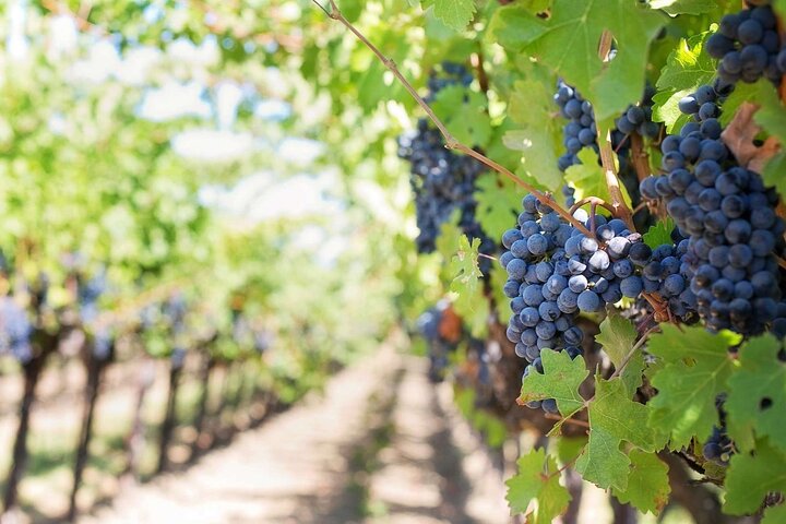 Fuld-dags Stellenbosch og Franschhoek Wine Tour fra Cape Town
