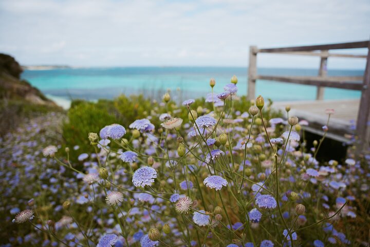 Rottnest Island Grand Tour, incluindo almoço e passeio de trem histórico