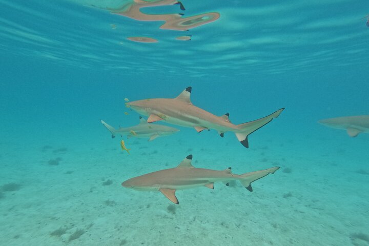 Snorkling i Taha'a eller Raiatea – Halvdag med Iriatai Excursions