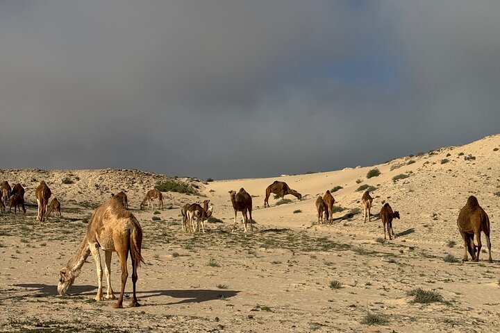 Avventura in 4×4 nel deserto di Dakhla – Duna Bianca e Oasi di Imlili