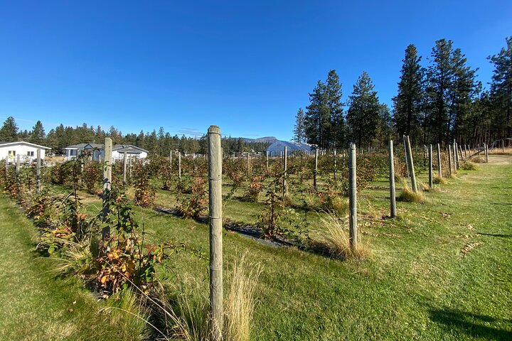 Visite du vin de Kelowna en vélo électrique avec dégustations, déjeuner et vue sur l'Okanagan