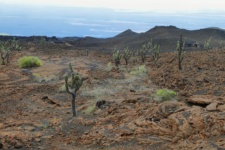 Randonnée sur le volcan Sierra Negra : Excursion privée à terre au départ du port Isabela