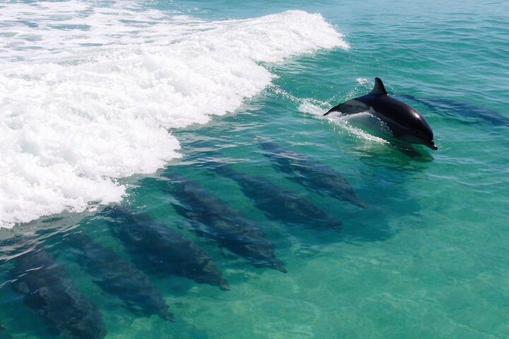 Excursion avec tuba et dauphins sur Shell Island au départ de Panama City Beach