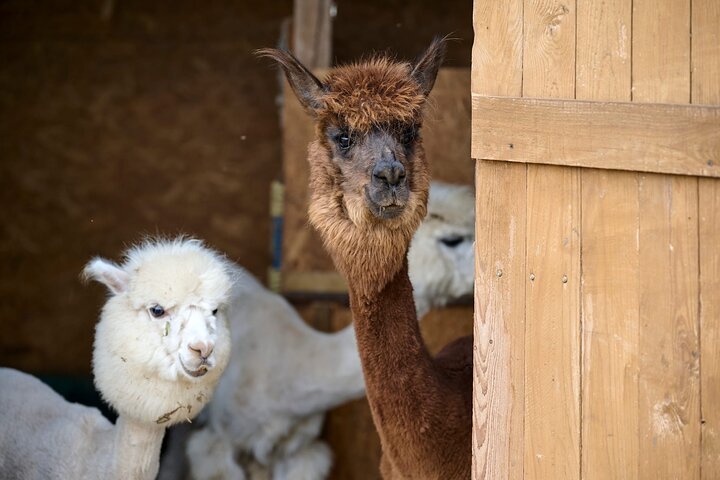 Privétour door Trakai en Alpaca Family Park