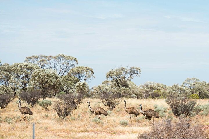 Tour di un giorno intero di Winton Discovery Day da Longreach