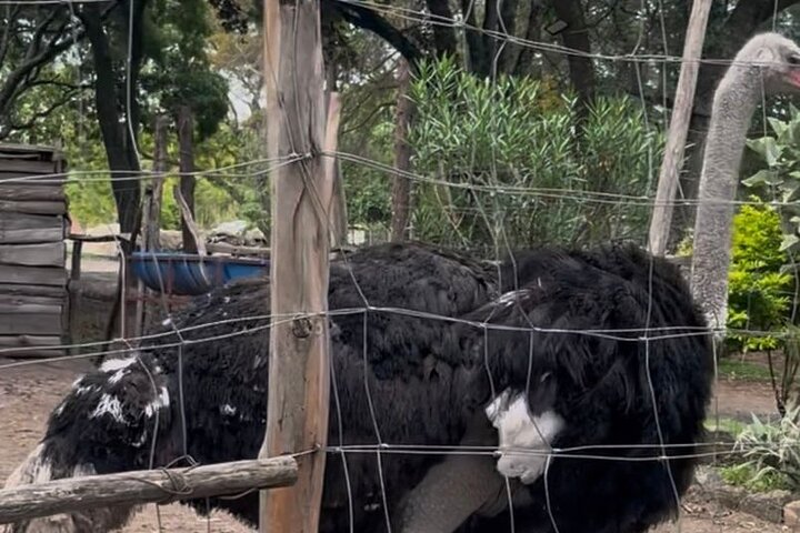 Private Harare City Tour: Wildlife, kunst og ikoniske landemerker