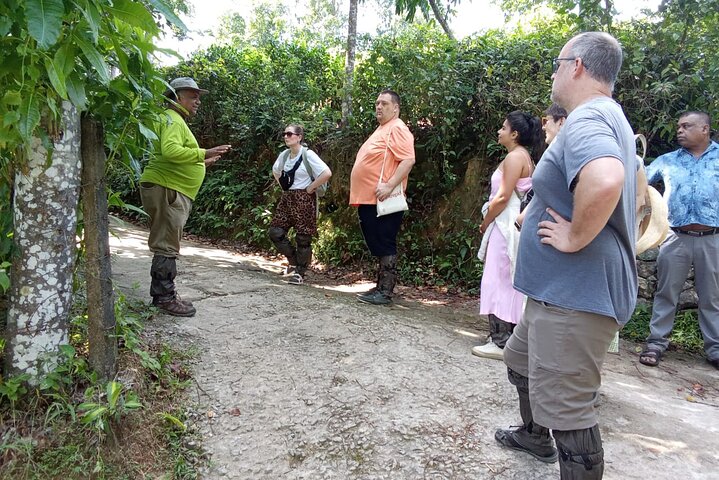 Te Plantation Tour Village Erfaring & madlavning klasse og frokost