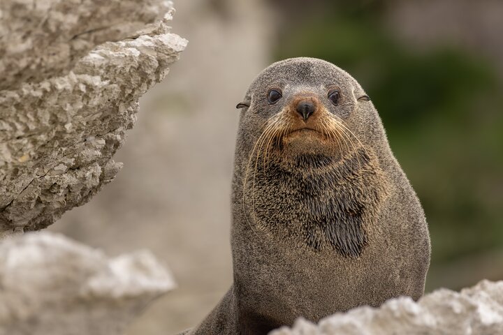 Aventura en kayak con focas en Kaikoura