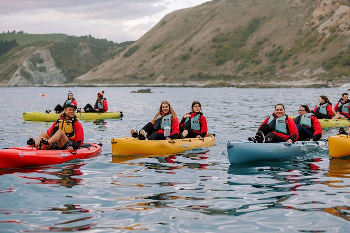 Aventura en kayak con focas en Kaikoura