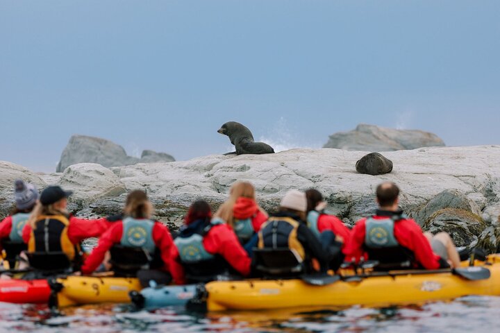 Aventura en kayak con focas en Kaikoura