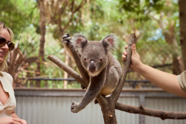 Koala e Wildlife Park Scopri gli animali nativi delle Isole Magnetiche