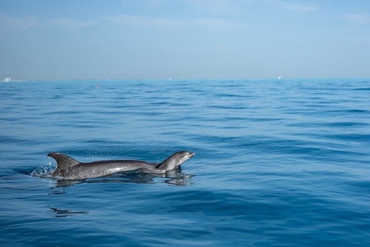 Hoteller i nærheden af Dolphin House by Private Speed Boat