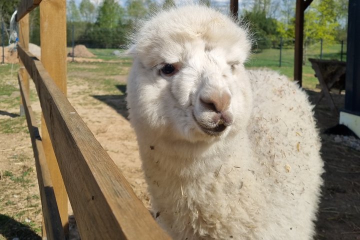 Privétour door Trakai en Alpaca Family Park
