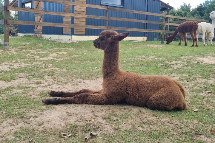 Privétour door Trakai en Alpaca Family Park