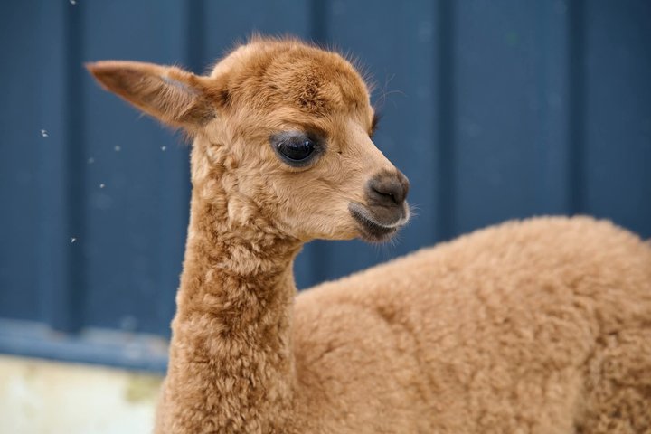 Privétour door Trakai en Alpaca Family Park