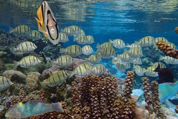Raiatea Tahaa 1/2 dag koralhave snorkling / cruise venligt