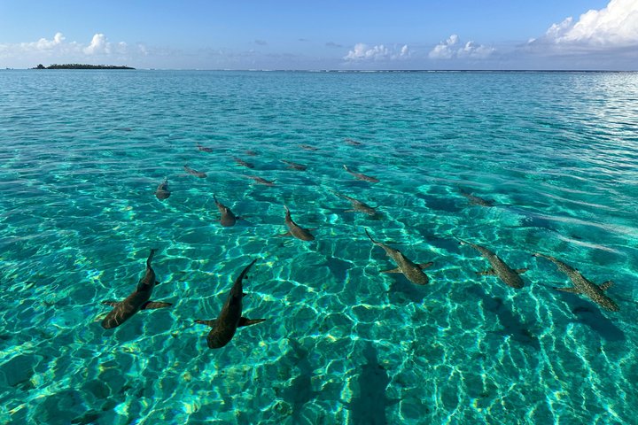Raiatea Tahaa 1/2 dag koralhave snorkling / cruise venligt