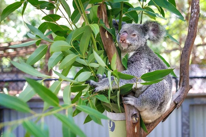 Koala e Wildlife Park Scopri gli animali nativi delle Isole Magnetiche
