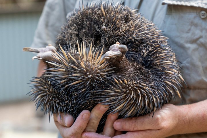 Koala e Wildlife Park Scopri gli animali nativi delle Isole Magnetiche