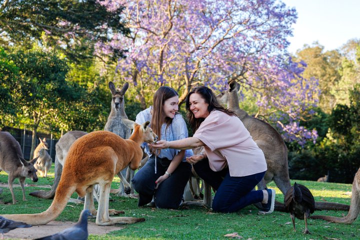 Croisière sur la rivière Brisbane avec entrée au sanctuaire Lone Pine Koala