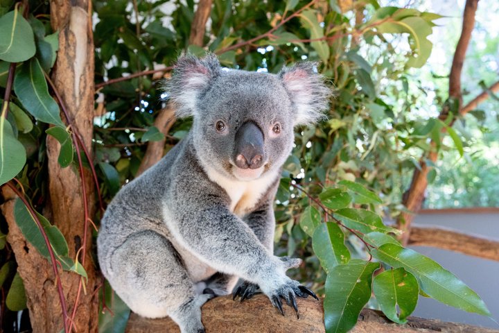 Croisière sur la rivière Brisbane avec entrée au sanctuaire Lone Pine Koala