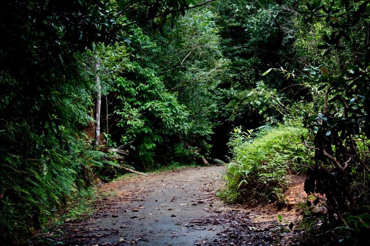 Tour guidato della foresta pluviale di Kanneliya da Galle