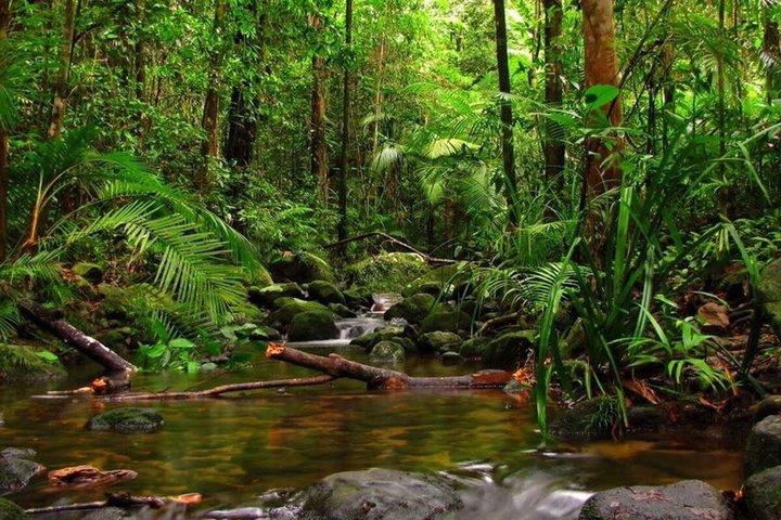 Tour guidato della foresta pluviale di Kanneliya da Galle