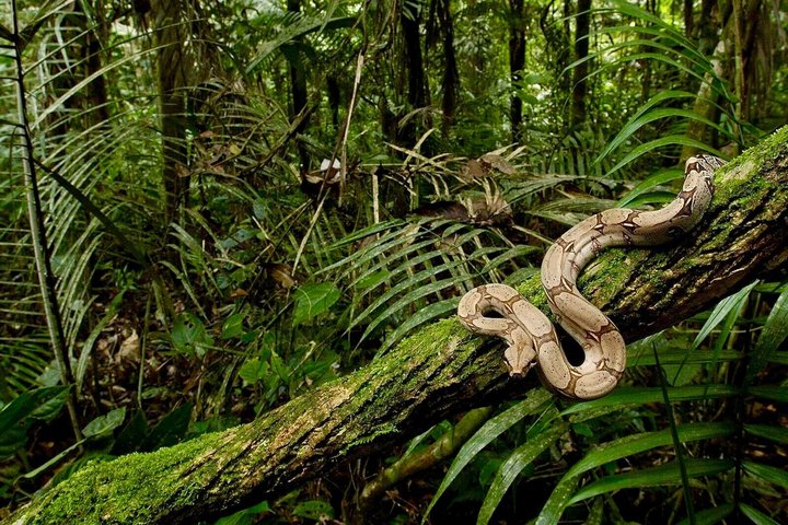 Tour guidato della foresta pluviale di Kanneliya da Galle