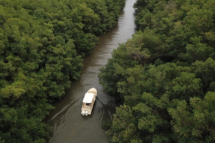 Excursion Mangrove en Bateau Petit Groupe Guadeloupe