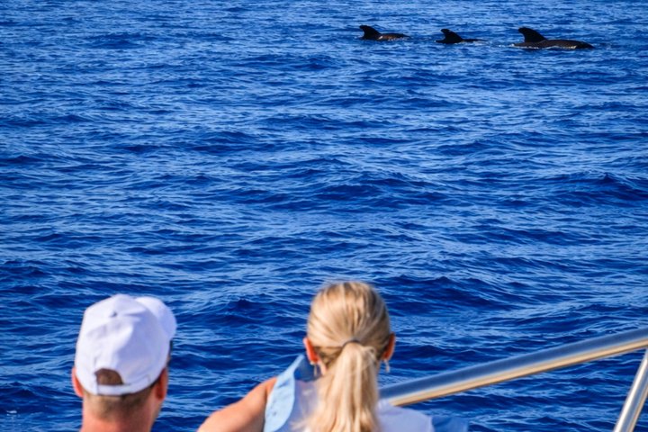 Scoprire le balene a Tenerife: tour in yacht con bagno e pranzo