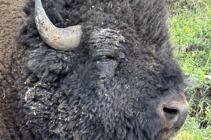 Tour di un giorno a Yellowstone Wildlife Safari
