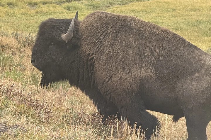 Tour di un giorno a Yellowstone Wildlife Safari