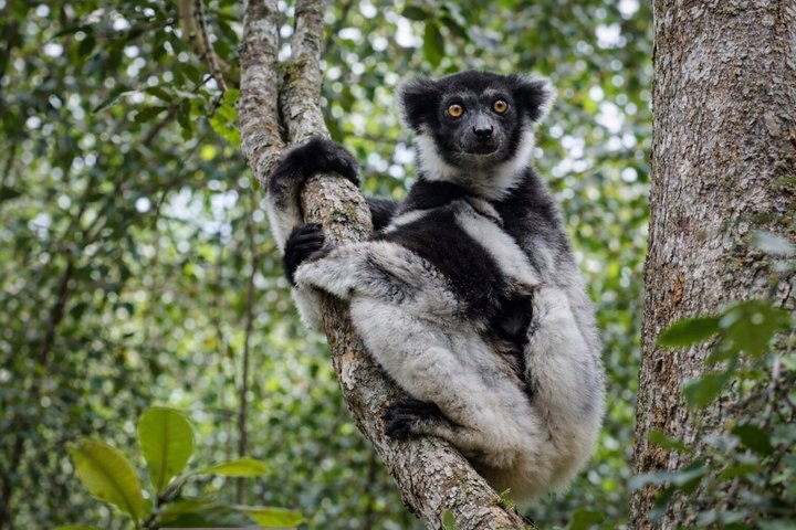 Tour Privado de 3 Días por Andasibe Mantadia