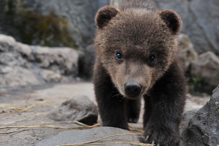 Inträdesbiljett till Noboribetsu Bear Park | Hokkaido