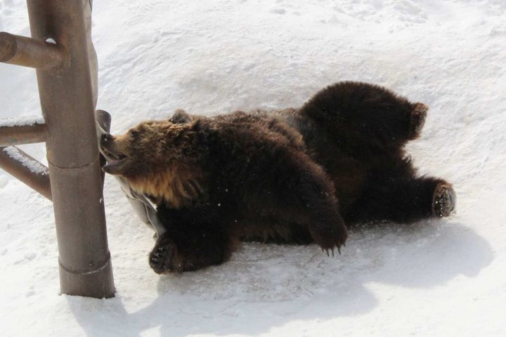 Inträdesbiljett till Noboribetsu Bear Park | Hokkaido