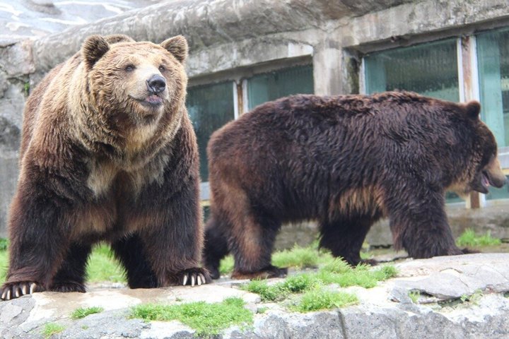 Inträdesbiljett till Noboribetsu Bear Park | Hokkaido