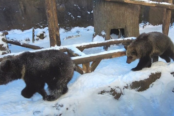 Inträdesbiljett till Noboribetsu Bear Park | Hokkaido