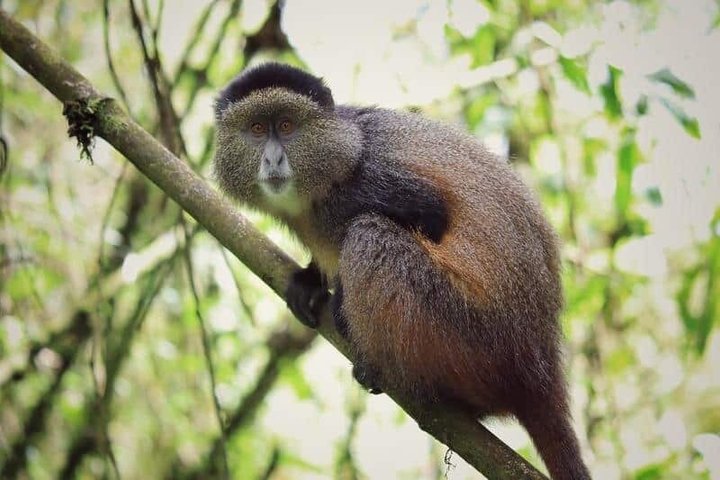 Een dag Golden Monkey Trekking in Volcanoes National Park