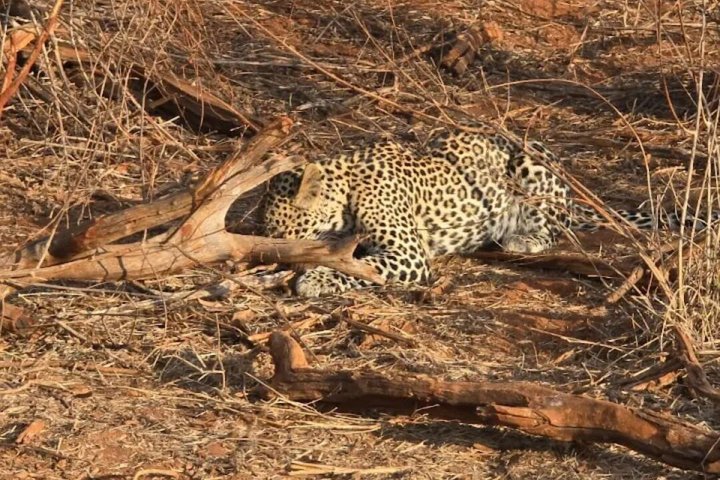 1 - Safari privado de día en Tsavo Este desde Mombasa, Malindi, Watamu