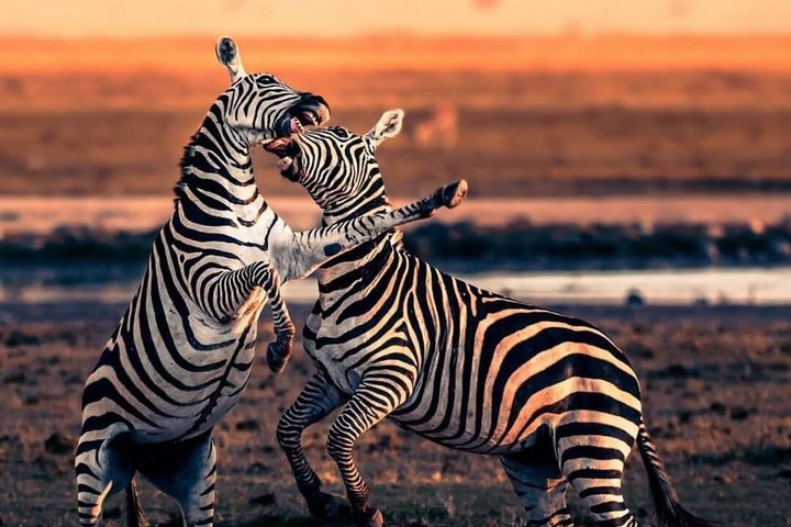 1 - Safari privado de día en Tsavo Este desde Mombasa, Malindi, Watamu