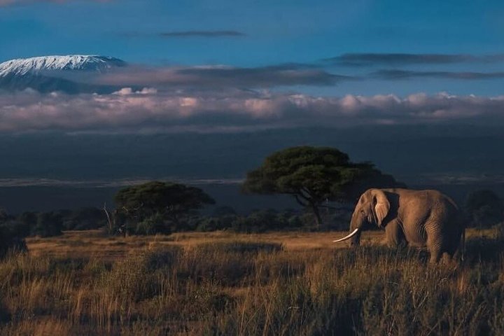 1 - Safari privado de día en Tsavo Este desde Mombasa, Malindi, Watamu