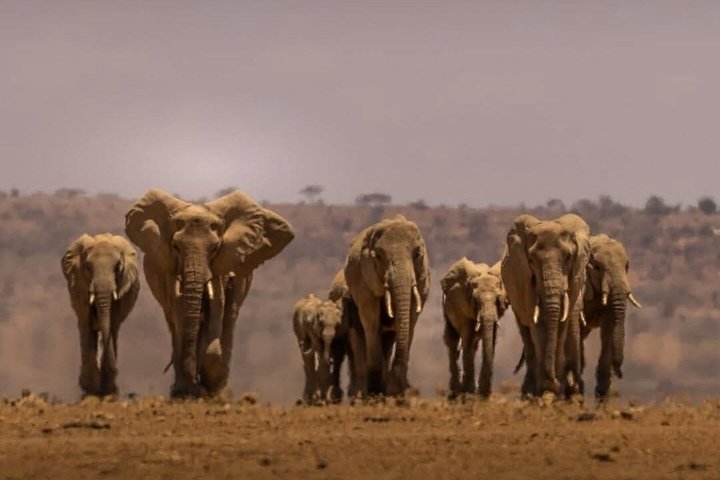 1 - Safari privado de día en Tsavo Este desde Mombasa, Malindi, Watamu