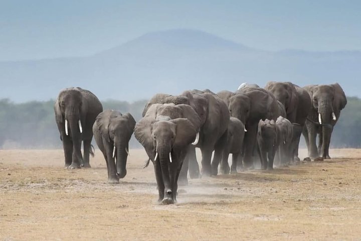 1 - Safari privado de día en Tsavo Este desde Mombasa, Malindi, Watamu