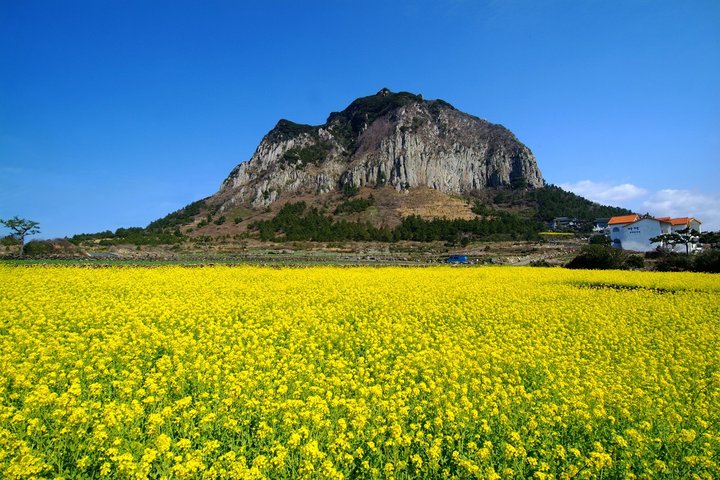 Jeju South-West Essentials : Hallasan & Signature hoogtepunten